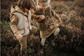 ALWERO - kids bodywarmer alpen junior - beige